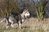 ALASKAN MALAMUTE 890